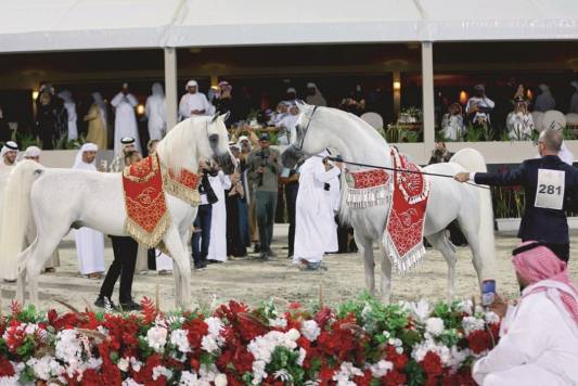 مربط عجمان يحصد ثنائية ذهبية في أبوظبي الدولية للخيل العربية